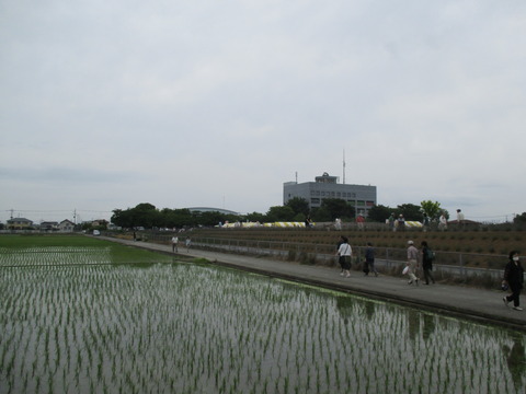 99水路沿い2