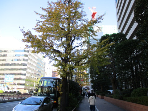 09昭和通り