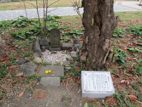 57参道松並木4