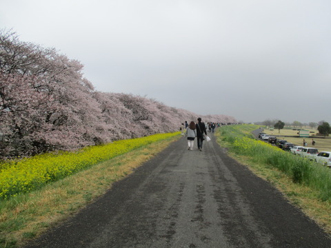 105熊谷桜堤11