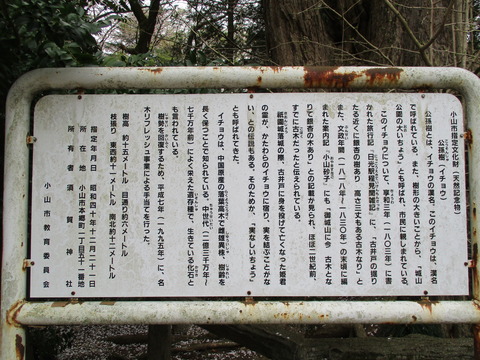 205祇園城跡の大銀杏4
