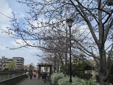 31新川千本桜4