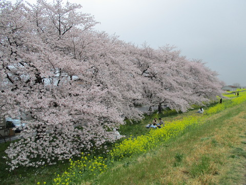 108熊谷桜堤14