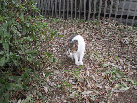 141猫1