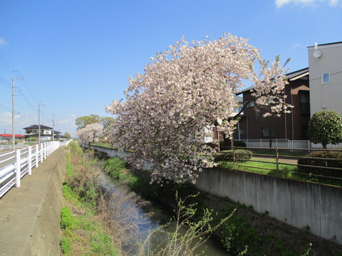 15-1遊歩道3-1