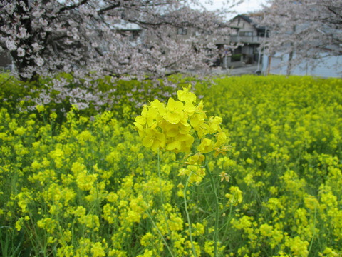 116熊谷桜堤22