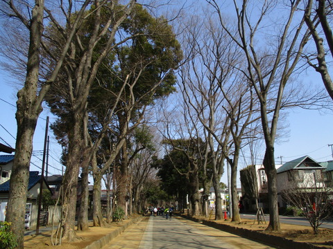 14氷川参道3