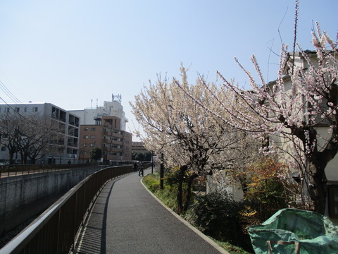 155梅の花