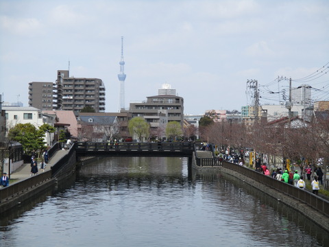 37新川千本桜10