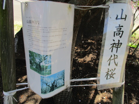 71山高神代桜2