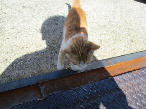 47猫2
