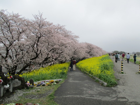 98熊谷桜堤4