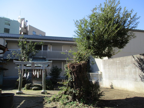 26大木