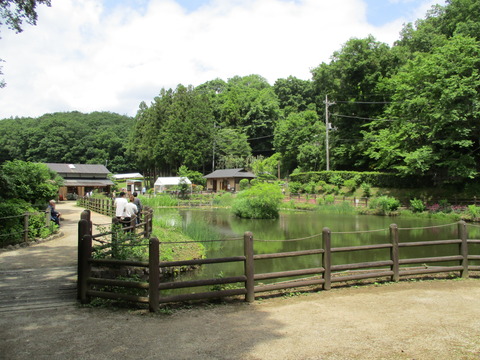 80吹上しょうぶ公園2