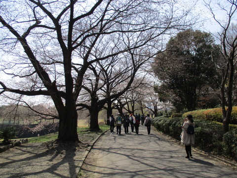 91桜並木4
