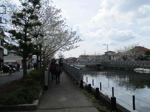 41新川千本桜14