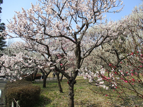 126府中市郷土の森博物館6