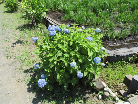 166花しょうぶ田4
