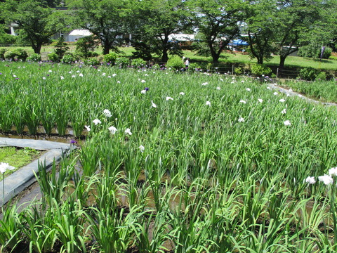 167花しょうぶ田5