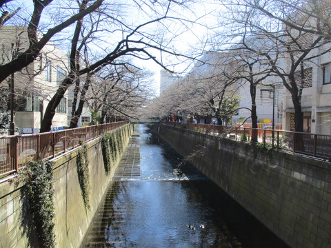 36目黒川1