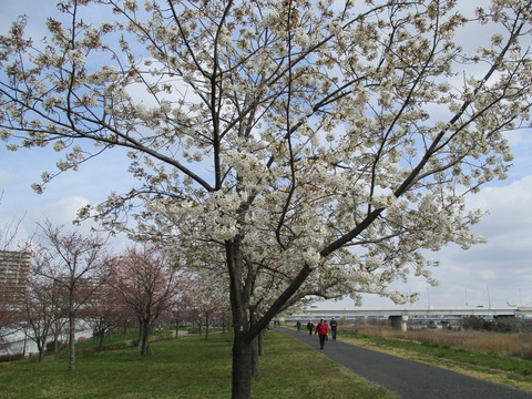07小松川千本桜2