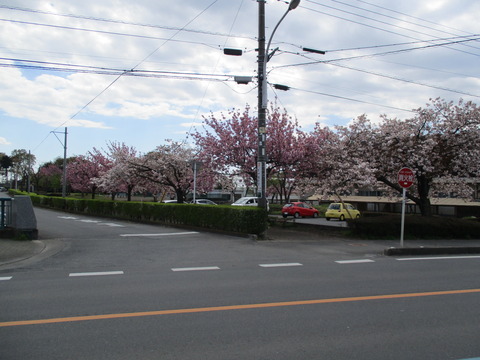 182川沿い3