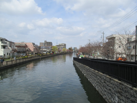 34新川千本桜7