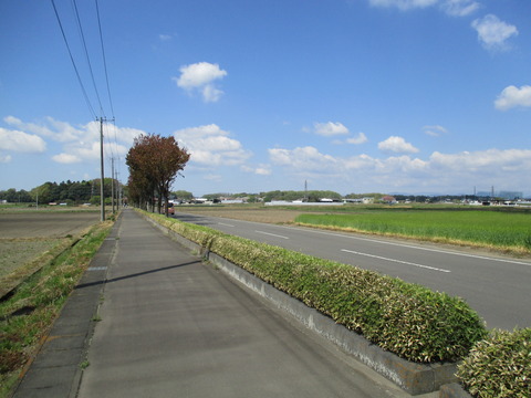 38並木道1