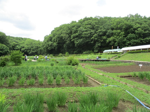 84吹上しょうぶ公園6
