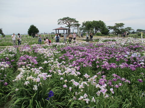 114菖蒲城址あやめ園13