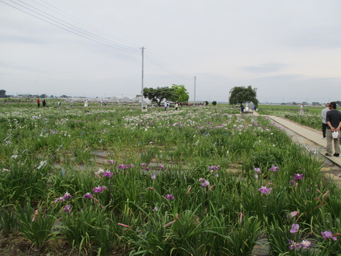 105菖蒲城址あやめ園4