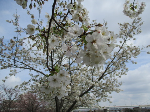 08小松川千本桜3