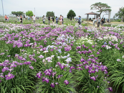 113菖蒲城址あやめ園12