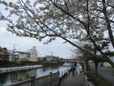 42新川千本桜15