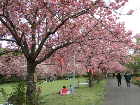 144改めて桜2