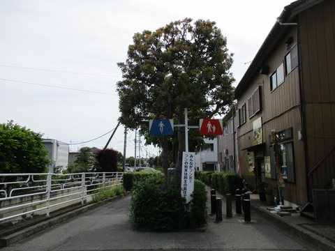 14つばき橋5