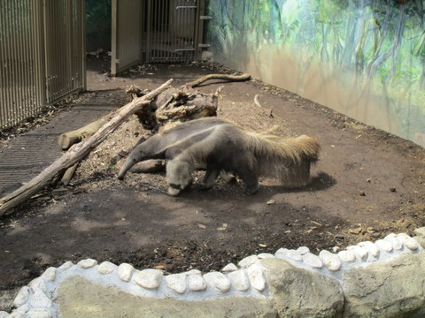 79自然動物園4