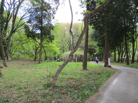 145-1林の中へ