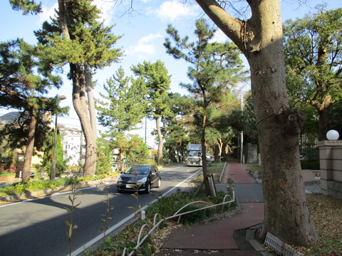 134改めて旧東海道松並木1