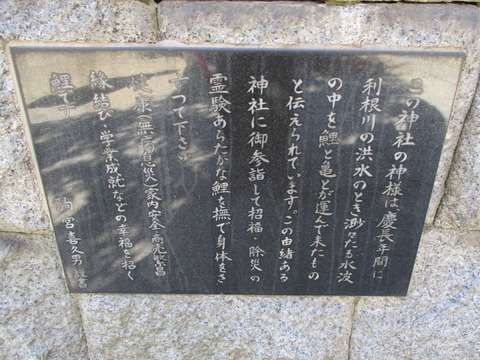 229鯉4