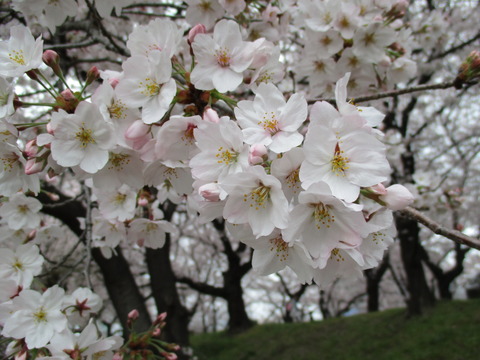 127万平公園9