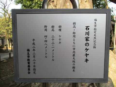 206石川家のケヤキ1