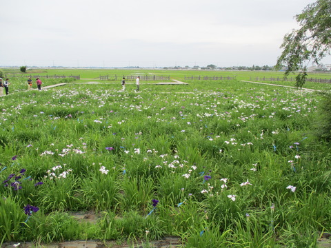 111菖蒲城址あやめ園10