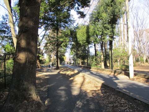 154並木道