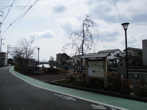 28新川千本桜1