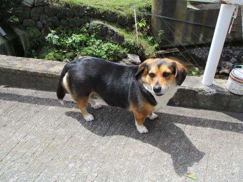157犬