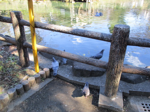 110鍋島松濤公園4