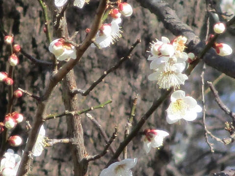 146公園内5