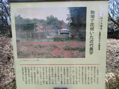 84駒場野公園15