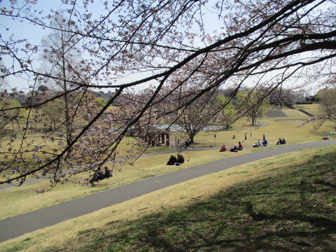 90桜並木3